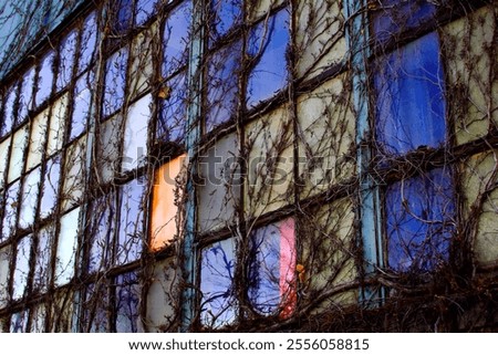 Similar – Image, Stock Photo Vine Architecture