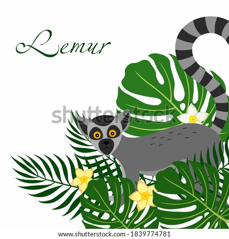 A poster with the face of the lemur and tropical palm leaves. Vector illustration