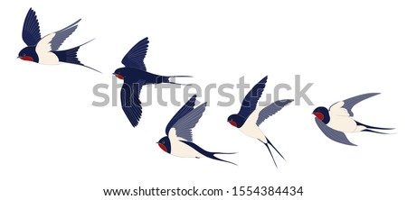 The flying swallows set is isolated. Color vector drawing. Сток-фото © 
