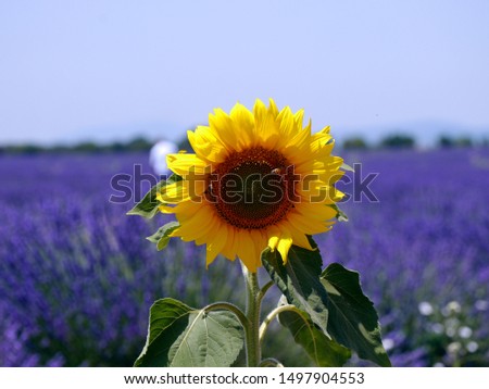 Similar – Image, Stock Photo Lavender and sunflower fields in Provence, France