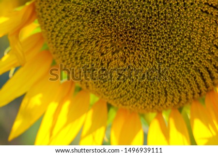 Similar – Image, Stock Photo Lavender and sunflower fields in Provence, France