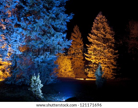 December 2012. Winter Lights at Anglesey Abbey, Cambridge . Blue and yellow trees in a Christmas winter scene