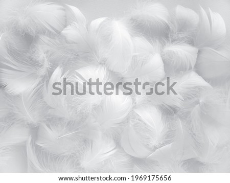 White fluffy bird feathers. Beautiful fog. A message to the angel. The texture of delicate feathers. soft focus.