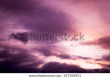 Spring sunset with cloudy sky and birds