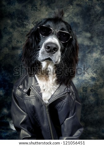 Tough dog with an attitude and leather jacket