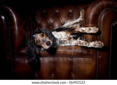 Cute dog lounging in classic leather sofa