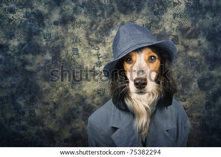 Stylish Dog With Hat And Costume Stock Photo 75382294 : Shutterstock