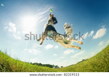 Dog catching a ball in mid-air
