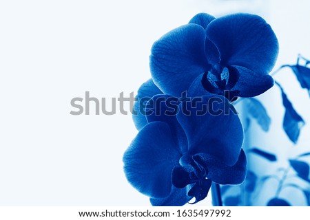 Similar – Image, Stock Photo Phalaenopsis orchid flower, tinted in pink.