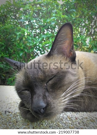 black cat sleep on floor cement