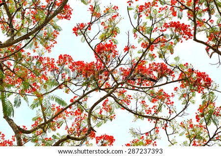 royal  poinciana tree (delonix regia) and flame tree or peacock  flower on white background