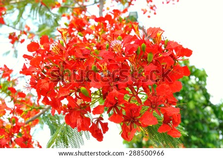 panicle royal  poinciana tree (delonix regia) and flame tree or peacock  flower on white background