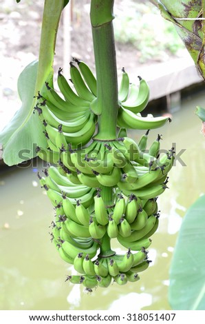 bunch of green raw banana in garden