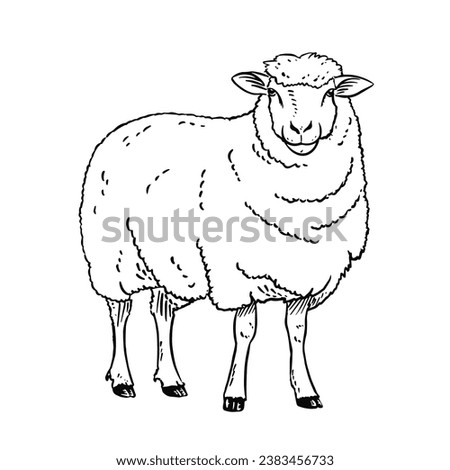 a black and white hand drawing Sheep, with a white background