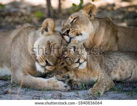 Lion (Panthera leo) in the Ongava Delta , Botswana.