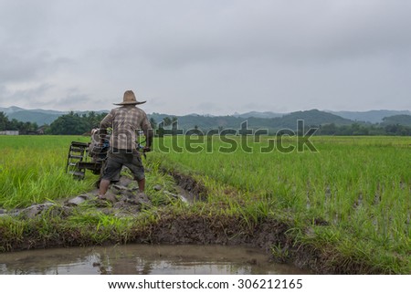Farmer working planting rice in the paddy field  with cloudy raining day