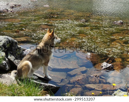 West Siberian Laika Dog near mountain lake