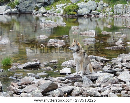 West Siberian Laika Dog in the wild