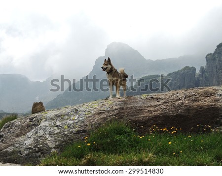 West Siberian Laika Dog in cloudy mountains