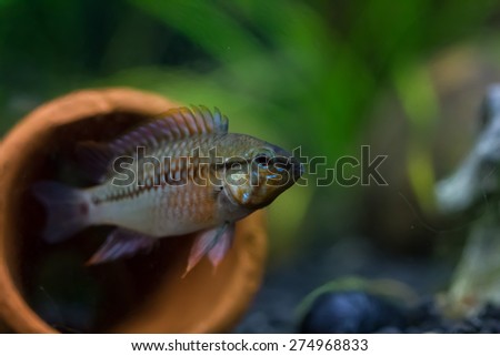 Dwarf cichlids fish, exotic aquatic pets