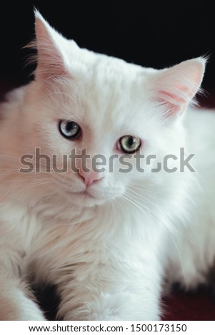 Similar – Image, Stock Photo Kitty II Cat feline Pelt