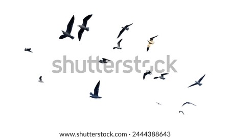 Similar – Image, Stock Photo the Birds Sky