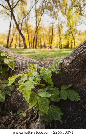 autumn in the Park yellow and green leaves shade from trees and sunshine of an autumn forest in the forest and log