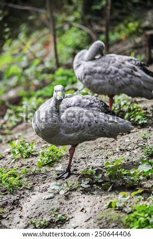 duck untamed trail reserve wild zoo