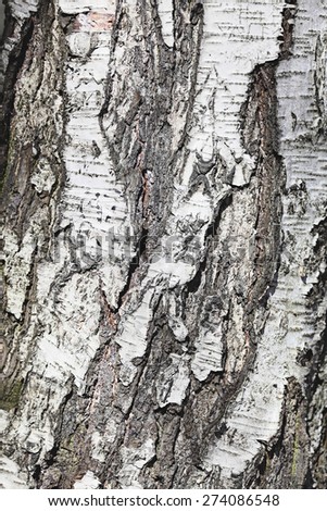 birch bark tree black and white texture structure blurred background