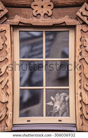 goat eating hay wooden window farm village soft focus