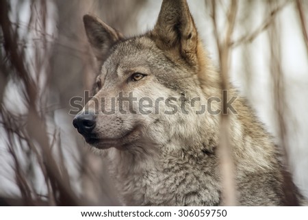 wolf gray dog thick forest soft focus