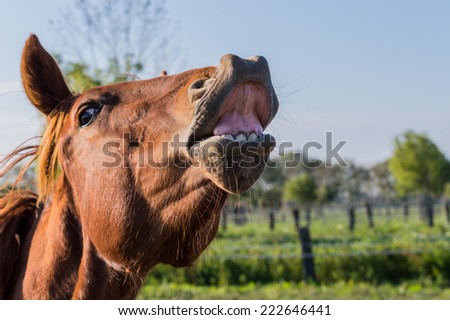 Funny horse portrait, which seems to laugh