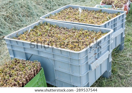 The VCR rooted grafts vine ready to be transplanted
