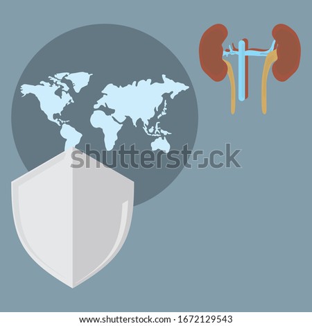 anatomical vector graphics. commemorating World Kidney Day (WKD)