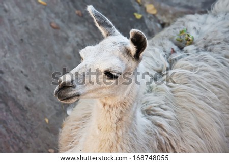 Funny close-up portrait of llama in zoo