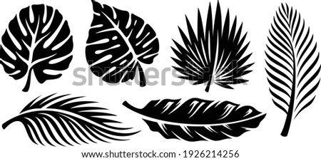 Set of palm leaves silhouettes isolated on white background. Vector EPS10 - Vector