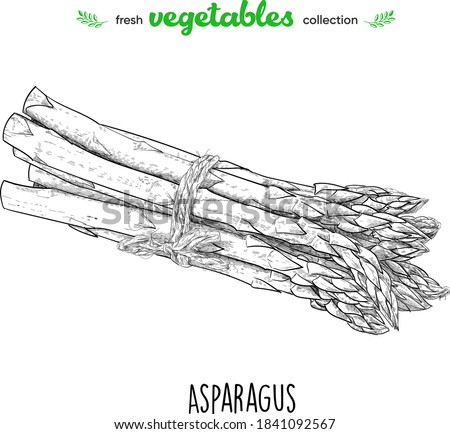 Asparagus. Detailed line art. Freehand drawing. Vector vegetables. Collection of fresh vegetables.