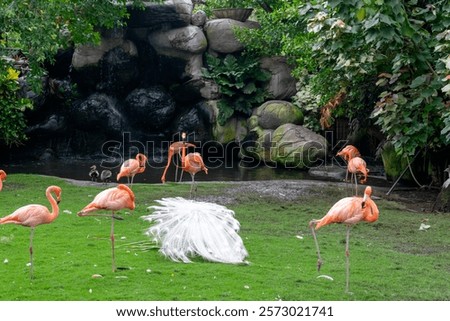 Similar – Image, Stock Photo Peacock sitting outside on a wall