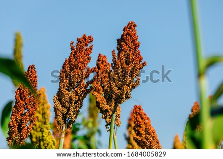 Sorghum bicolor is a genus of flowering plants in the grass family Poaceae. Native to Australia, with the range of some extending to Africa, Asia and certain islands in the Indian and Pacific Oceans Сток-фото © 