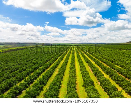 Similar – Image, Stock Photo aerial view over agricultural gardens in spring time