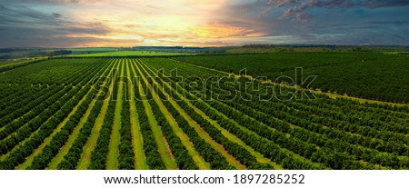 Similar – Image, Stock Photo Fruit plantation