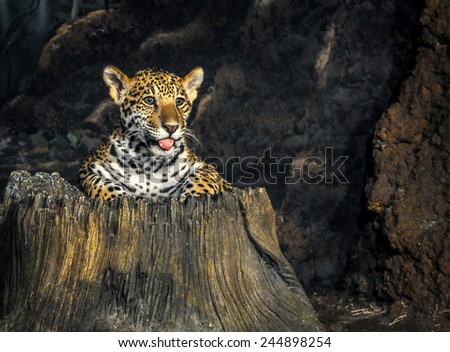 Cheetah cub sticking out of a tree trunk with his tongue out