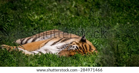 Tiger Laying on His Side Sleeping in the Grass