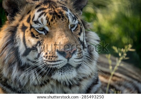 Tiger face close up