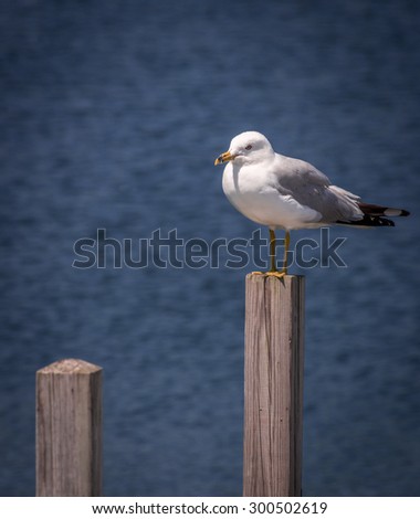 Seagull sitting on a wooden post on Lake Michigan in Door County, Wisconsin