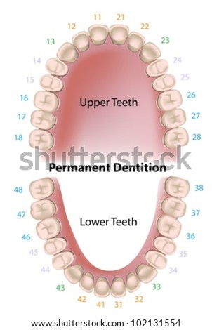 Dental Notation Permanent Teeth Stock Vector Illustration 102131554 ...