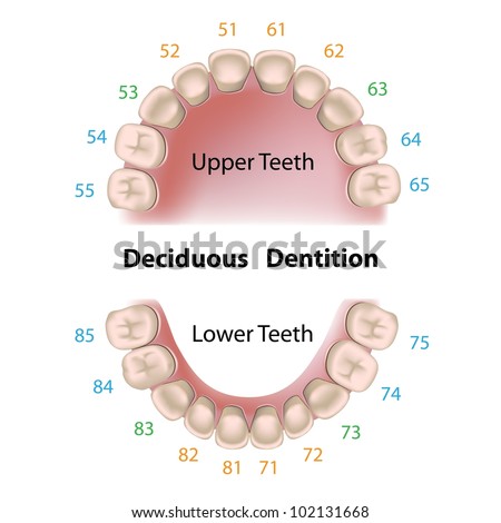 Dental Notation Milk Teeth Stock Photo 102131668 : Shutterstock