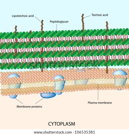 Gram Positive Bacterial Cell Wall Stock Vector Illustration 106535381 ...