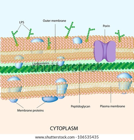 Gram Negative Bacterial Cell Wall Stock Photo 106535435 : Shutterstock