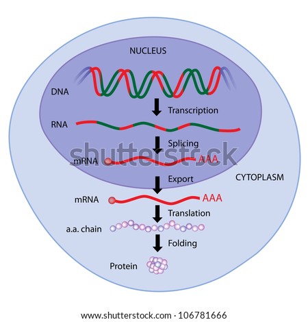 Steps Of Gene Expression Stock Photo 106781666 : Shutterstock